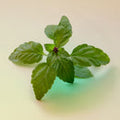 Holy Basil