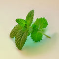 Lemon Balm