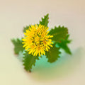 Rhodiola