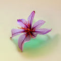 Saffron